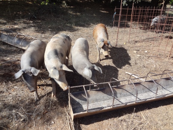 Some of Francisco's pigs L-R Iberian pig, Manchado de Jabugo (Jara colouring) Iberian pig and another Machado de Jabugo (Retinta colouring). Photo: Jan Nimmo